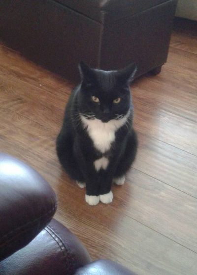 Milo does not approve of Dog Day.