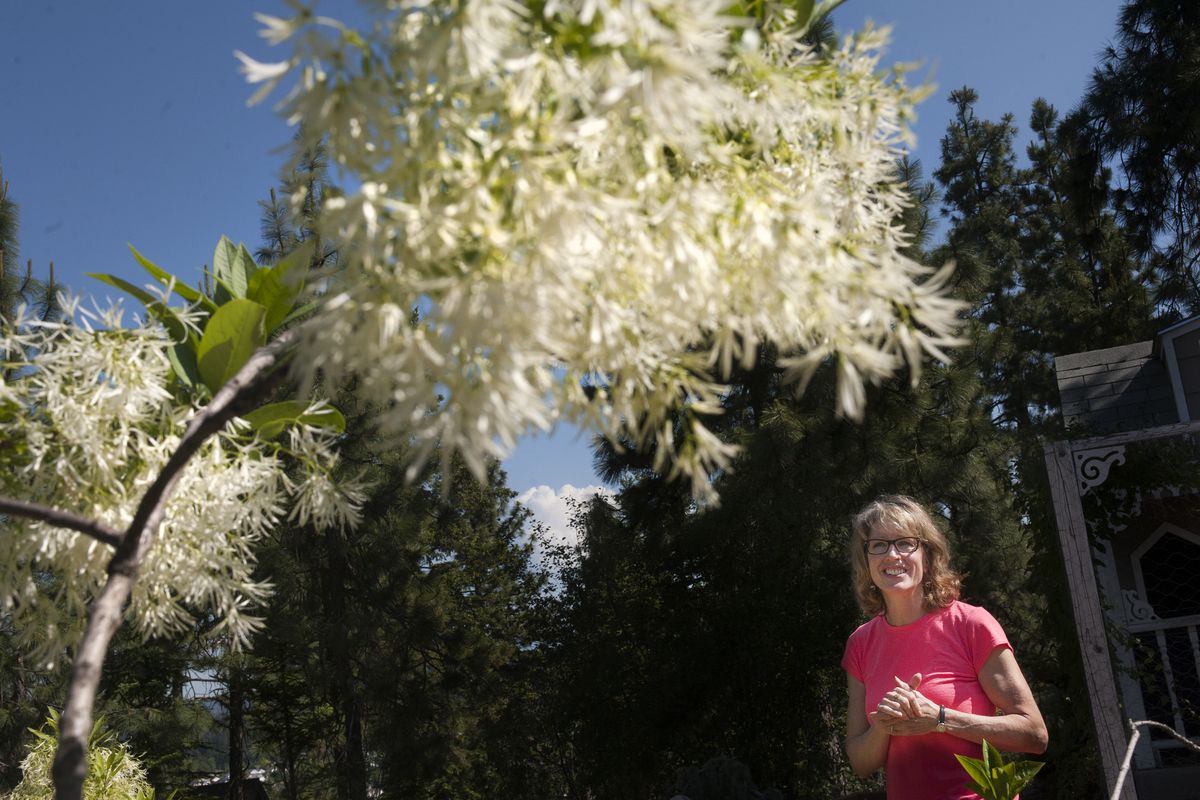 Karol Startzel smiles as she stands next to a Chionanthus virginicus, or Fringetree, in her Spokane Valley garden, which will be among the stops on the Spokane in Bloom Garden Tour. (Tyler Tjomsland)