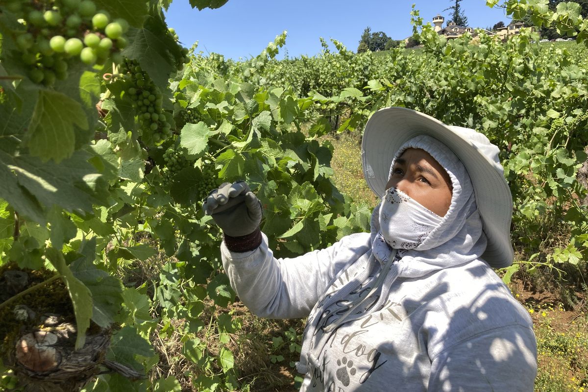 Alejandra Morales Buscio, of Salem, Oregon, reaches up to pull the leaf canopy over pinot noir grapes on Thursday, July 8, 2021, to shade the fruit from the sun, at Willamette Valley Vineyards in Turner, Ore. After a recent record heat wave and more hot weather expected, workers in several Pacific Northwest wineries will trim less of the leaf canopy to keep the grapes shaded and prevent sunburn. Winemakers are worried about what