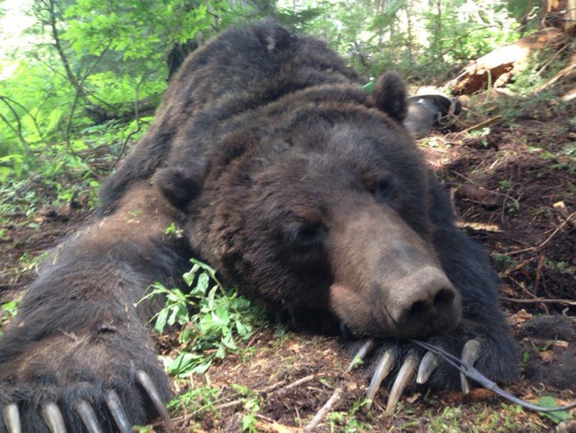 A 430-pound male grizzly bear was trapped, tranquilized and fitted with a GPS collar north of Nordman, Idaho, on June 21, 2014, by U.S. Fish and Wildlife Service researchers. (Alex Welander / U.S. Fish and Wildlife Service)
