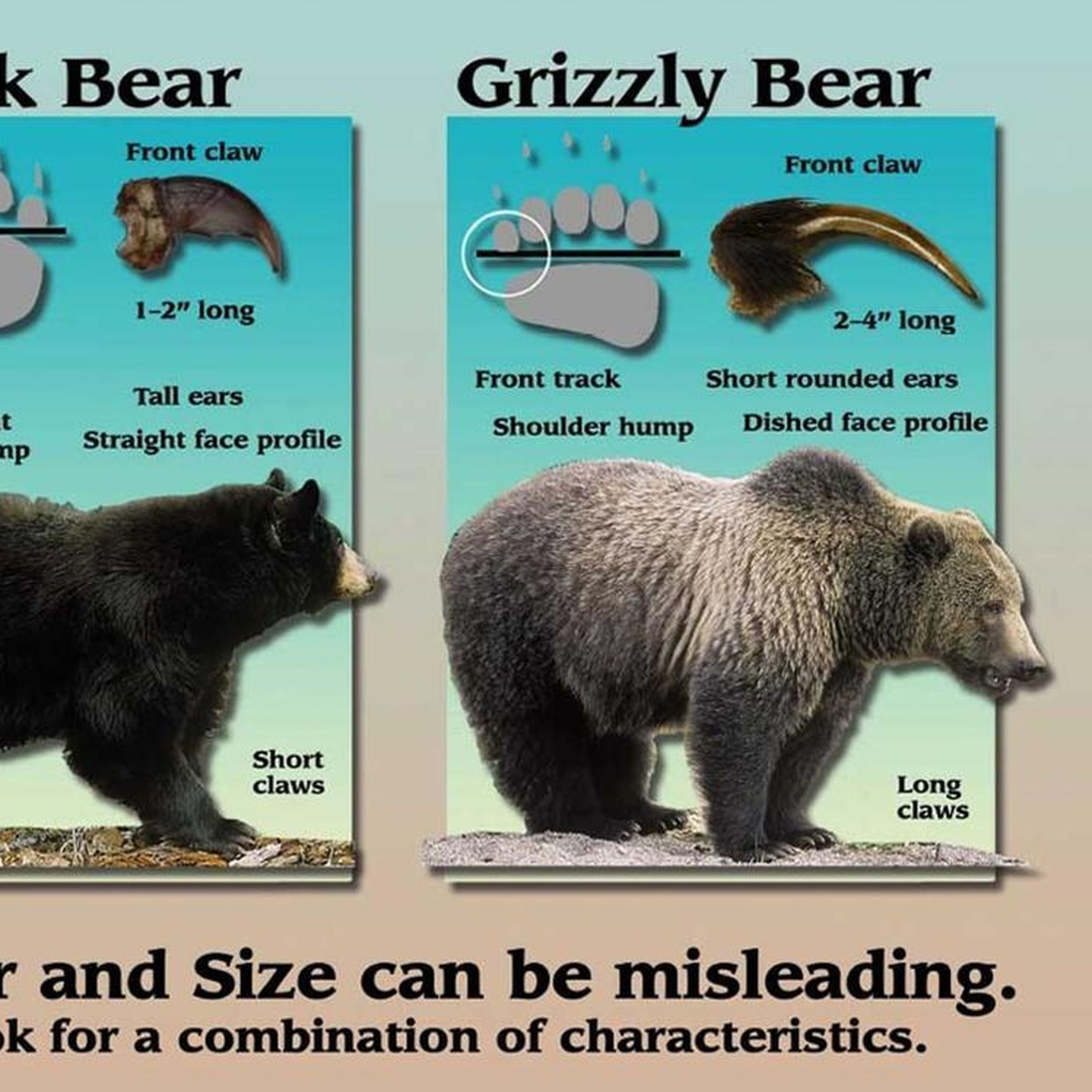 Кто сильнее медведи или бурые медведи. Медведь Гризли и бурый разница. Гризли и бурый медведь отличия. Разница между Гризли и бурым медведем. Гризли и бурый сравнение.