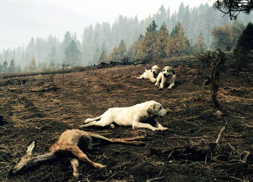 In this Monday photo, a sheep dog and her two pups protect a dead fawn, killed when fire swept through Kamiah, Idaho. The dogs stayed for hours, warding off people and potential predators, according to a witness. The group of fires near Kamiah, in northern Idaho, has destroyed more than 40 homes. (Louis Armstrong via AP)