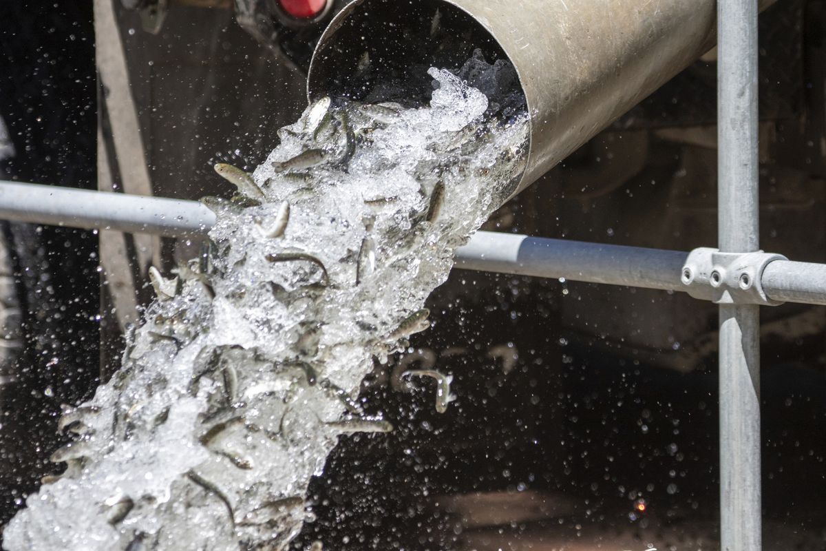 A hatchery truck unloads juvenile Chinook salmon from the Iron Gate Fish Hatchery in Siskiyou County, Calif., on July 7.  (Travis VanZant)