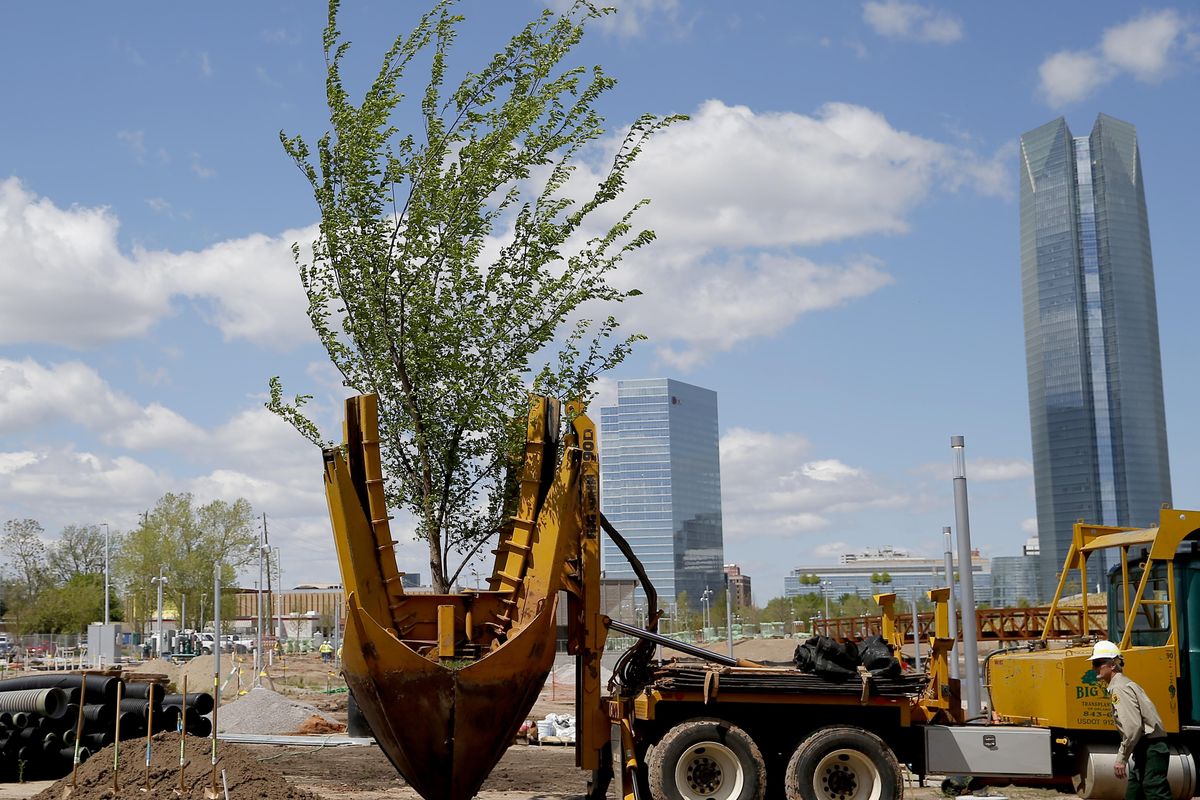 The Survivor Tree — Urban Forestry South