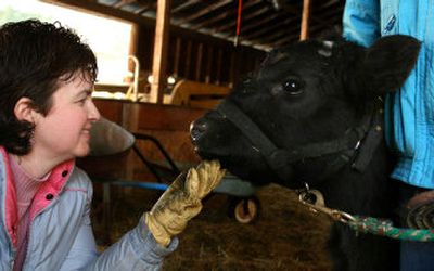 
Chris Snow comes face to face with  Suzy, an almost full-grown American lowline.
 (The Spokesman-Review)