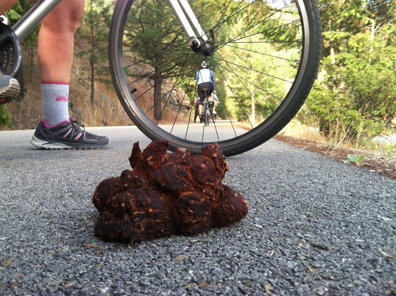 Bear scat on the Trail of the Coeur d'Alenes. (Erick Swanson)
