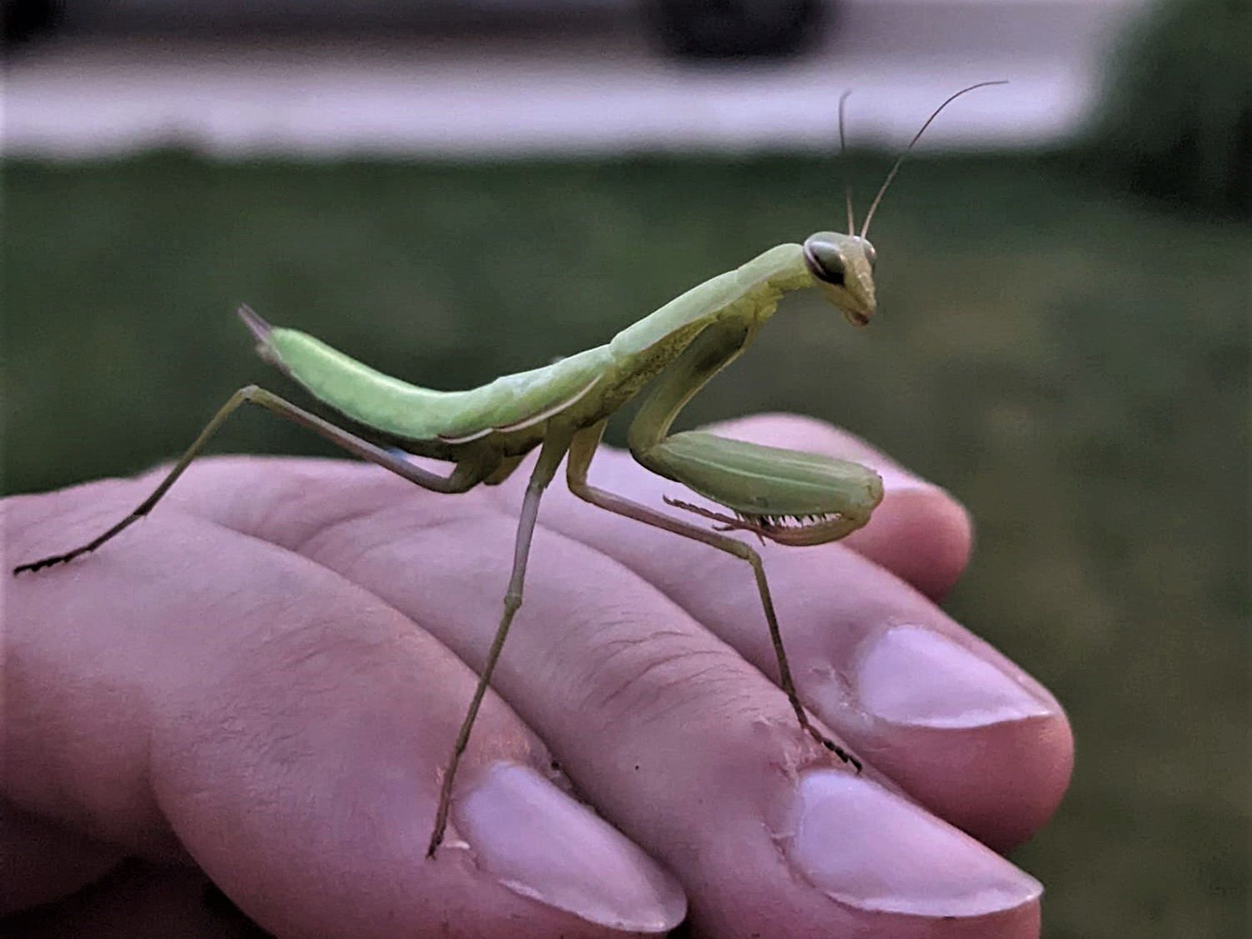 Bugging the Northwest: Praying Mantis is martial artist (and Martian) of  the insect world | The Spokesman-Review