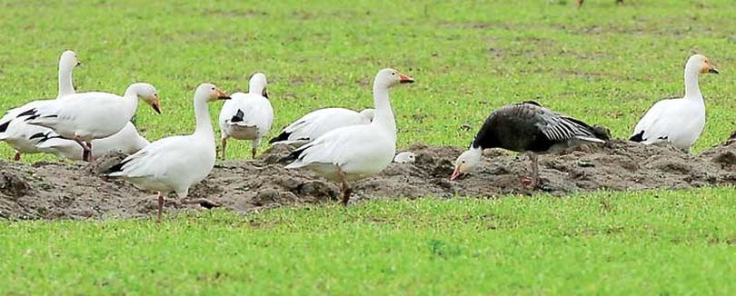 Snow geese congregate in the Skagit Wildlife Refuge off Fir Island Road on Feb. 15, 2011. One of these is a rare “dark morph