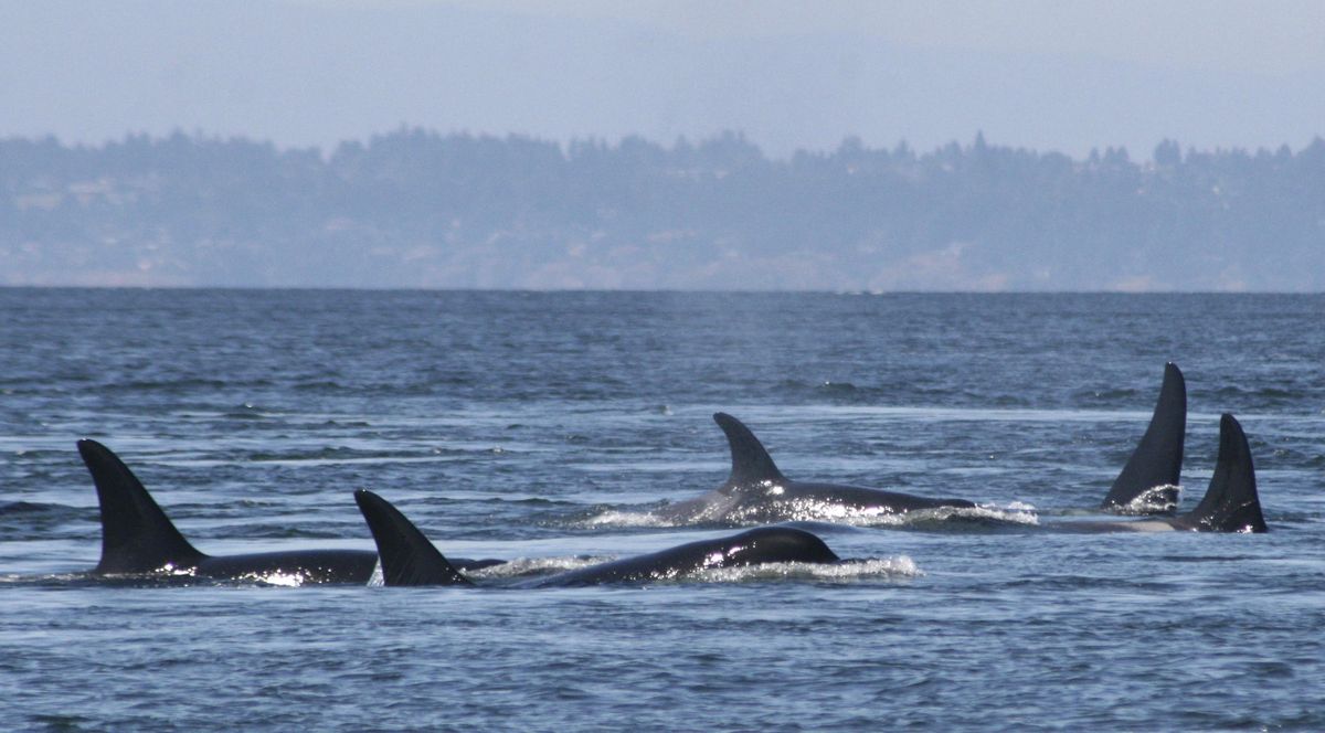 In  an undated photo provided by the University of Washington, Southern resident killer whales swim off the coast of San Juan Island, Wash. (Jane Cogan / Associated Press)