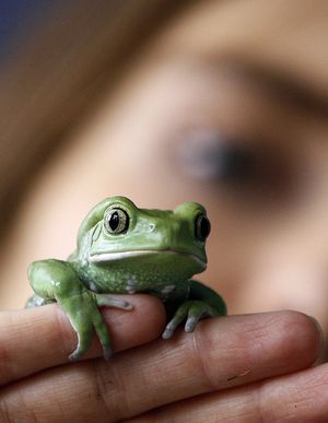 Keeper Sarah Dempsey holds a Waxy Tree Frog as she counts the frogs at London Zoo in London, Wednesday, Jan. 4, 2012. The annual count took place at the zoo Wednesday as keepers individually counted every animal and species at the zoo. The compulsory count is required as part of London Zoo's license. (Kirsty Wigglesworth / Associated Press)