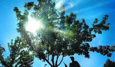 
If applied early, horticultural oils can prevent insect damage to trees.
 (File/ / The Spokesman-Review)