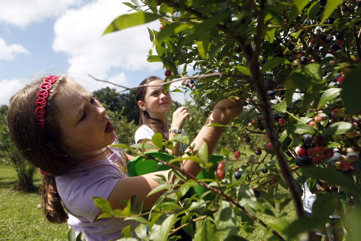 Grace Katherine James, 9, left, and Anna Baldwin, 8, look for blueberries in the pick-your-own field at Foxbrier Farm in Chattahoochee Hill Country, Ga., on Wednesday. Blueberry production has eclipsed Georgia’s production of peaches. (Associated Press)