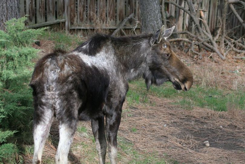 A moose in Spokane Valley is infested with ticks, as indicated by its grayish back and rump and the hair rubbed off its ears.