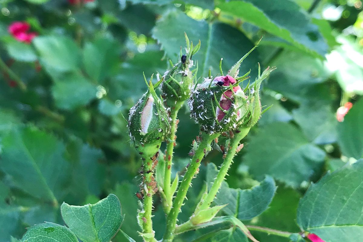 Aphids have been a serious problem on roses this year. The tiny white shells are the exoskeletons they shed while going through molts.  (SUSAN MULVIHILL/FOR THE SPOKESMAN-REVIEW)