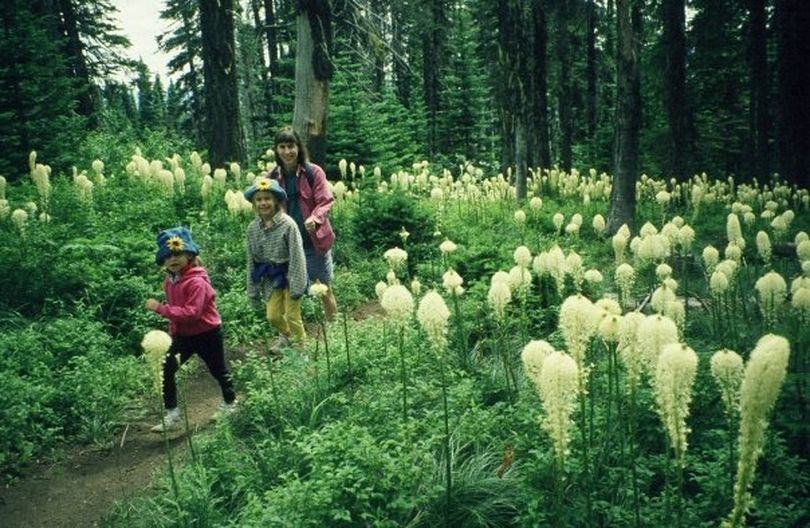 The Landers family enjoys a day hike through the blooming beargrass on Mount Spokane circa 1996. (Rich Landers)