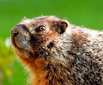 A marmot eyes the camera in this photo by Mary Jo Stauner.  (Courtesy of Mary Jo Stauner)
