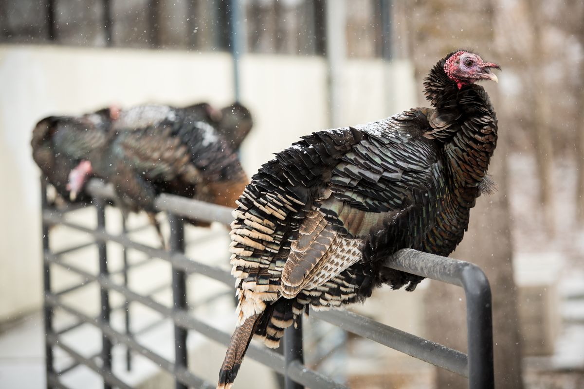 You've heard of rollin' on a river, but how about roostin' on a railing? A rafter of South Hill turkeys rest while snow falls on Sunday, Feb. 14, 2021, just off Grand Boulevard in Spokane. Several inches of snow are expected to accumulate by morning. (Libby Kamrowski/ THE SPOKESMAN-REVIEW)