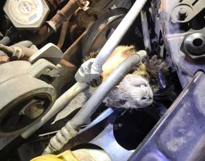 Chuck the Marmot had quietly stowed away in an engine compartment of a vehicle parked at Post Falls Walmart. However, he was discovered when the customer couldn't start her car. (PFPD photo)