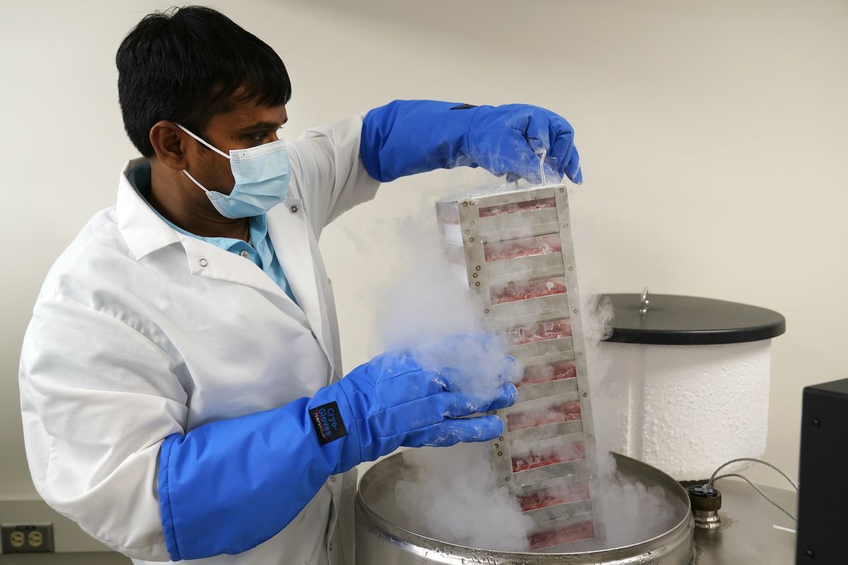 Researcher Dr. Ramachandran Prakasam pulls stem cells out of a nitrogen tank used in the study of a rare form of autism linked to a genetic mutation in the MYT1L gene inside a Washington University lab on Wednesday, Dec. 15, 2021, in St. Louis. Researchers are using the stem cells derived from the blood of Jake Litvag, 16, and mice with the same mutation as Jake to better understand the mutation and link to autism.  (Jeff Roberson)