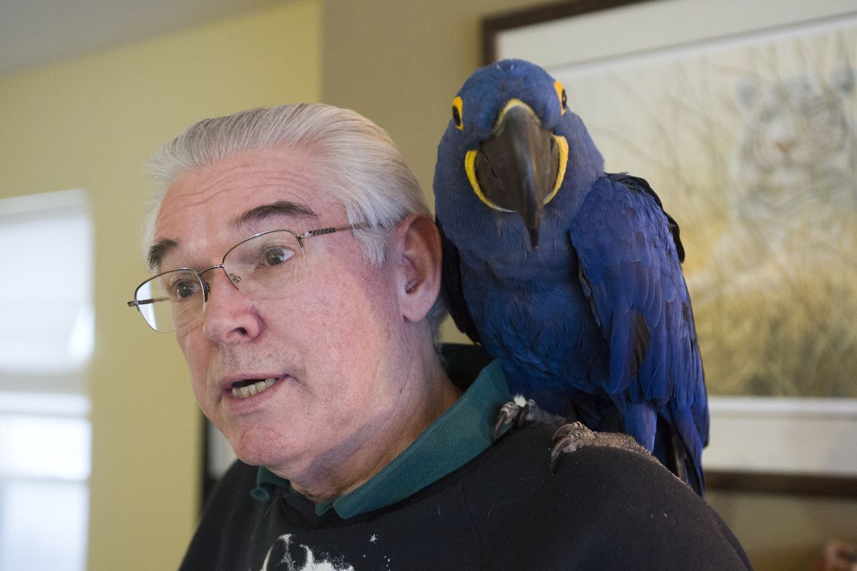 Larry Clifford, a longtime exotic animal trainer, and his hyacinth macaw, Hawkeye, live in Spokane Valley. He has written a children’s book about a cougar named Clark he once trained. (Jesse Tinsley)