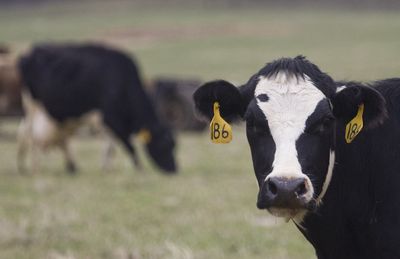 Do cows have a compass? Somehow, cattle seem to know how to find north and south, say researchers who studied satellite photos of thousands of cows around the world.  (Associated Press / The Spokesman-Review)