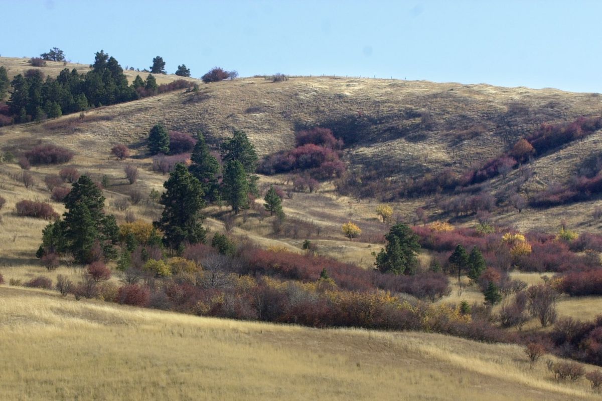Paradise Ridge south of Moscow is home to native grasses that once defined the Palouse Prairie, experts say. The Idaho Transportation Department wants to reroute U.S. 95 through the area. (File)