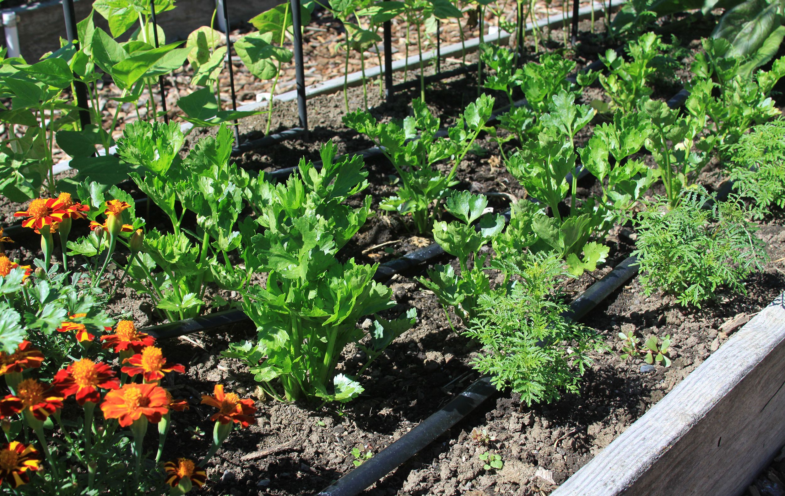 In the Garden Tango celery excels in short season The SpokesmanReview