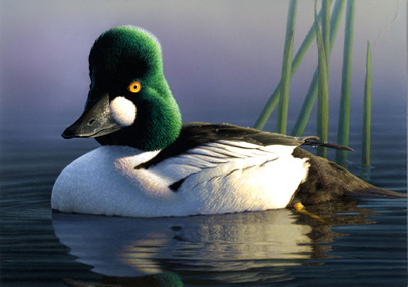 An image of a common goldeneye painted with uncommon talent by Robert Steiner, an artist from San Francisco, Calif., is the winner of the 2012 Federal Duck Stamp Art Contest. 