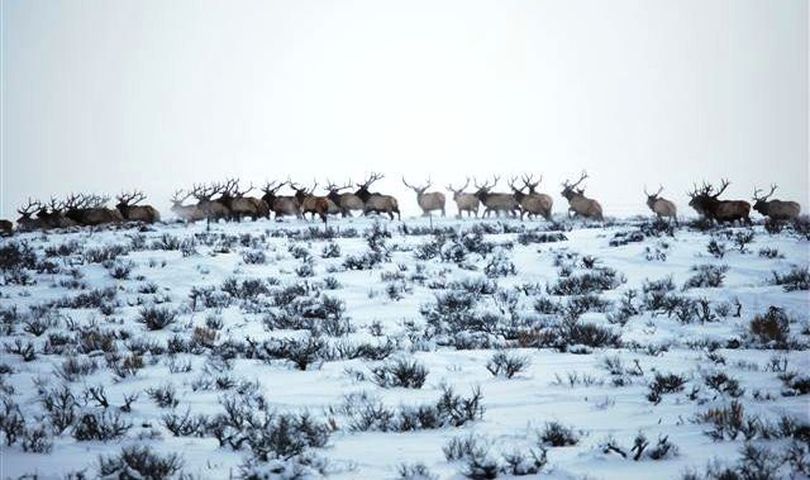 A bounty of bull elk.