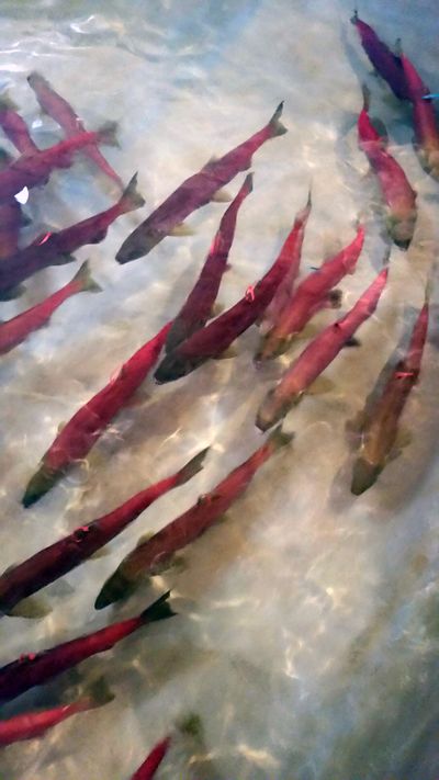 This photo provided by Idaho Fish and Game shows Snake River sockeye salmon that returned from the Pacific Ocean to Idaho over the summer swim in a holding tank on Tuesday, Sept. 26, 2017, at the Eagle Fish Hatchery in southwestern Idaho. The number of the endangered fish that made it back this year is the second worst in the last decade but there are enough hatchery-raised fish to make up for the bad return.  (AP/Idaho F&G / Dan Baker)