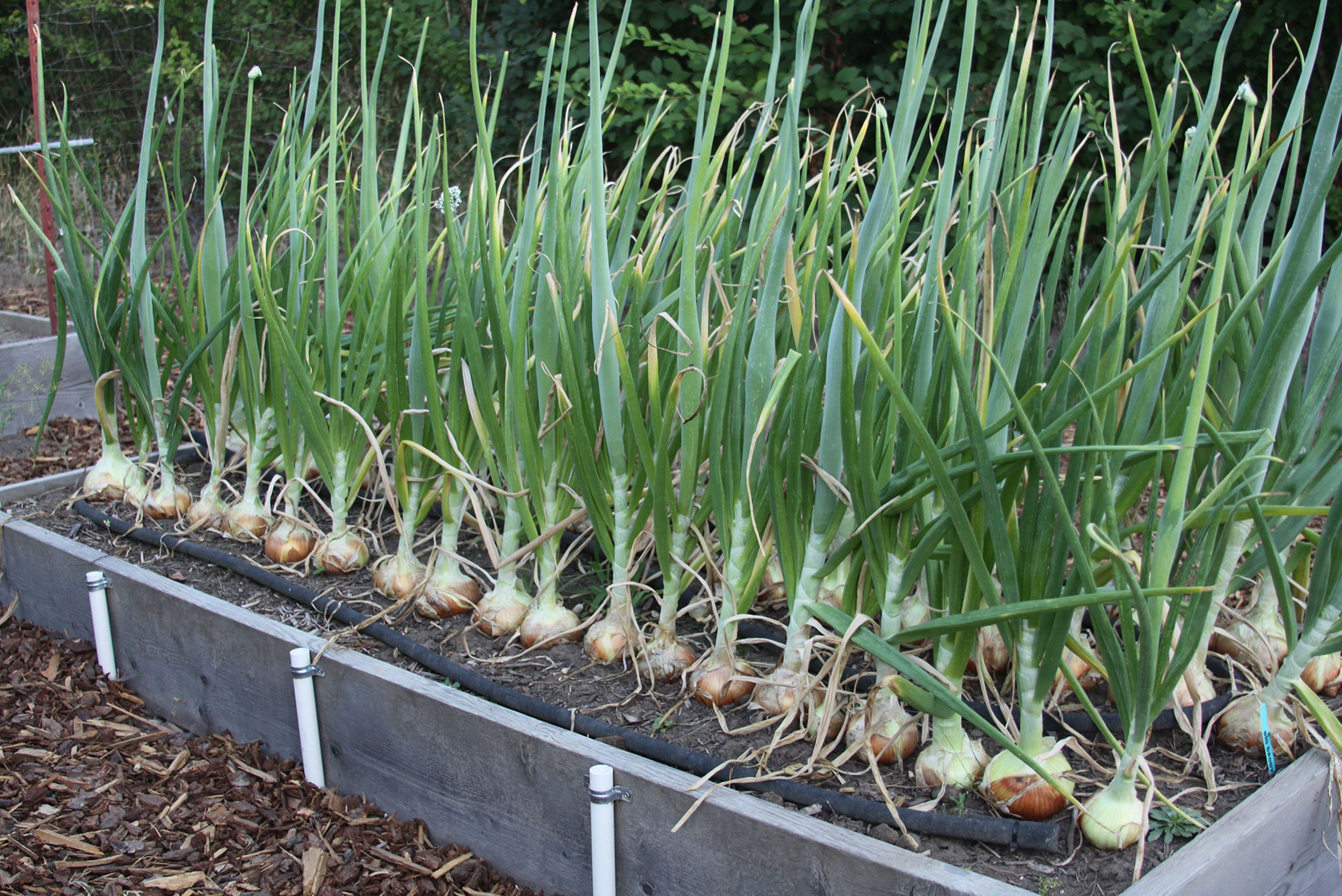 In The Garden For Onion Success Opt For Long day Types The in-the-garden-for-onion-success-opt-for-long-day-types-the