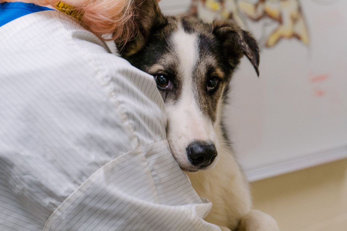 Chip, believed to be 5-6 months old, is one of the many dogs found abandoned in Bonner County that is now under the care of Better Together Animal Shelter Alliance in Ponderay. The dogs are receiving veterinary care as they are nursed back to health. 