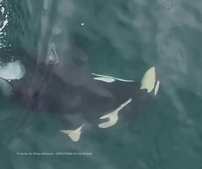 An aerial photo shows J36, known as Alki, pushing her deceased calf through Rosario Strait in Washington.  (Center for Whale Research / Taken under NMFS/NOAA Permit 27038)
