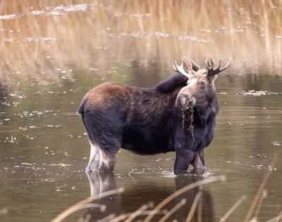 A moose grabs some food in a pond at Turnbull National Wildlife Refuge in this photo by Jerry Rowles.  (Courtesy of Jerry Rowles)