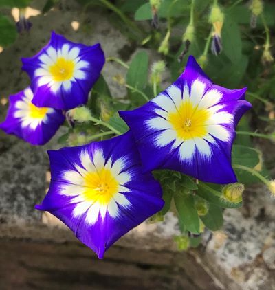 The stunning flowers of Royal Blue Ensign, a dwarf morning glory, are sure to brighten up any garden. (Susan Mulvihill/For The Spokesman-Review)