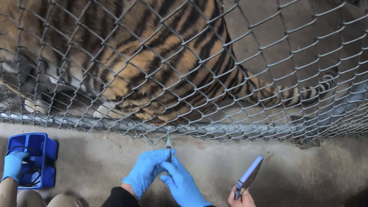 In this Thursday, July 1, 2021, image released by the Oakland Zoo, a tiger receives a COVID-19 vaccine at the Oakland Zoo in Oakland, Calif. Tigers are trained to voluntarily present themselves for minor medical procedures, including COVID-19 vaccinations. The Oakland Zoo zoo is vaccinating its large cats, bears and ferrets against the coronavirus using an experimental vaccine being donated to zoos, sanctuaries and conservatories across the country.  (HONS)