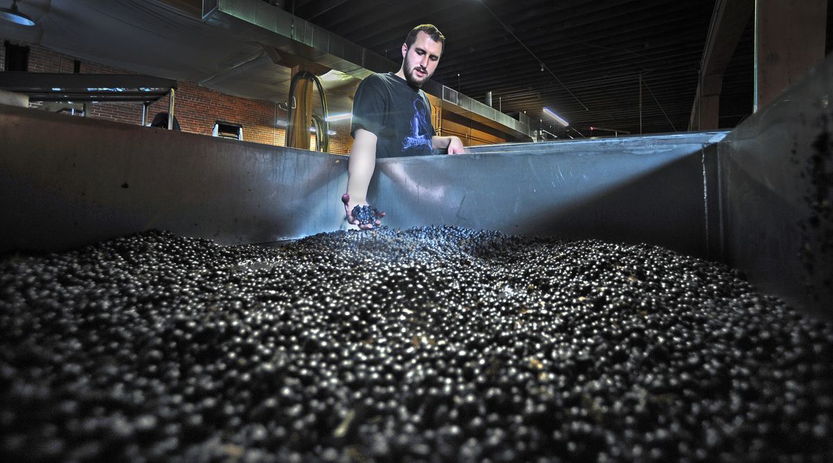 After a week of 16- to 20-hour days, Tyler Walters at Barrister Winery in downtown Spokane can put his hands on the grapes of the 2009 harvest Friday, Oct. 16, 2009. An early hard frost put Inland Northwest wineries into a frenzy of getting grapes out of the fields and into fermentation, putting the large stainless steel vats that hold the grapes in short supply.   (Christopher Anderson / The Spokesman-Review)