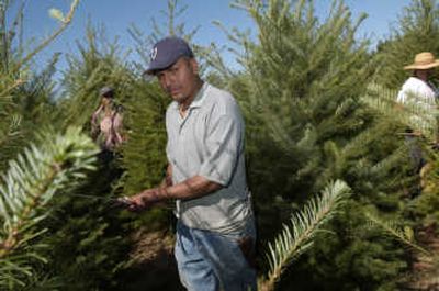 
Sergio Tellez works  in September 2005 at a tree farm near Salem. Oregon tree growers  have  started a campaign to increase sales in California, their biggest market, by promoting the benefits of real trees. Associated Press
 (File Associated Press / The Spokesman-Review)