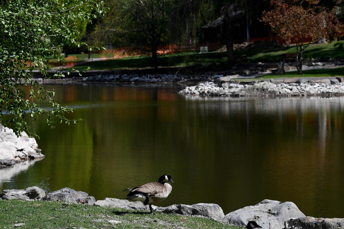 A goose supervises construction at the Mirror Pond on Monday, May 4, 2020, at Manito Park on South Hill. The renovation project is expected to complete in early June. (Tyler Tjomsland / The Spokesman-Review)