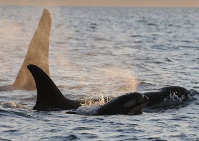 A baby orca, named J45, is seen in the Haro Strait in a  photo released by the Center for Whale Research. J45 is the third Puget Sound baby killer whale spotted this year and was born to the J-pod, one of three pods that frequents the waters around the San Juan Islands.  (Associated Press / The Spokesman-Review)