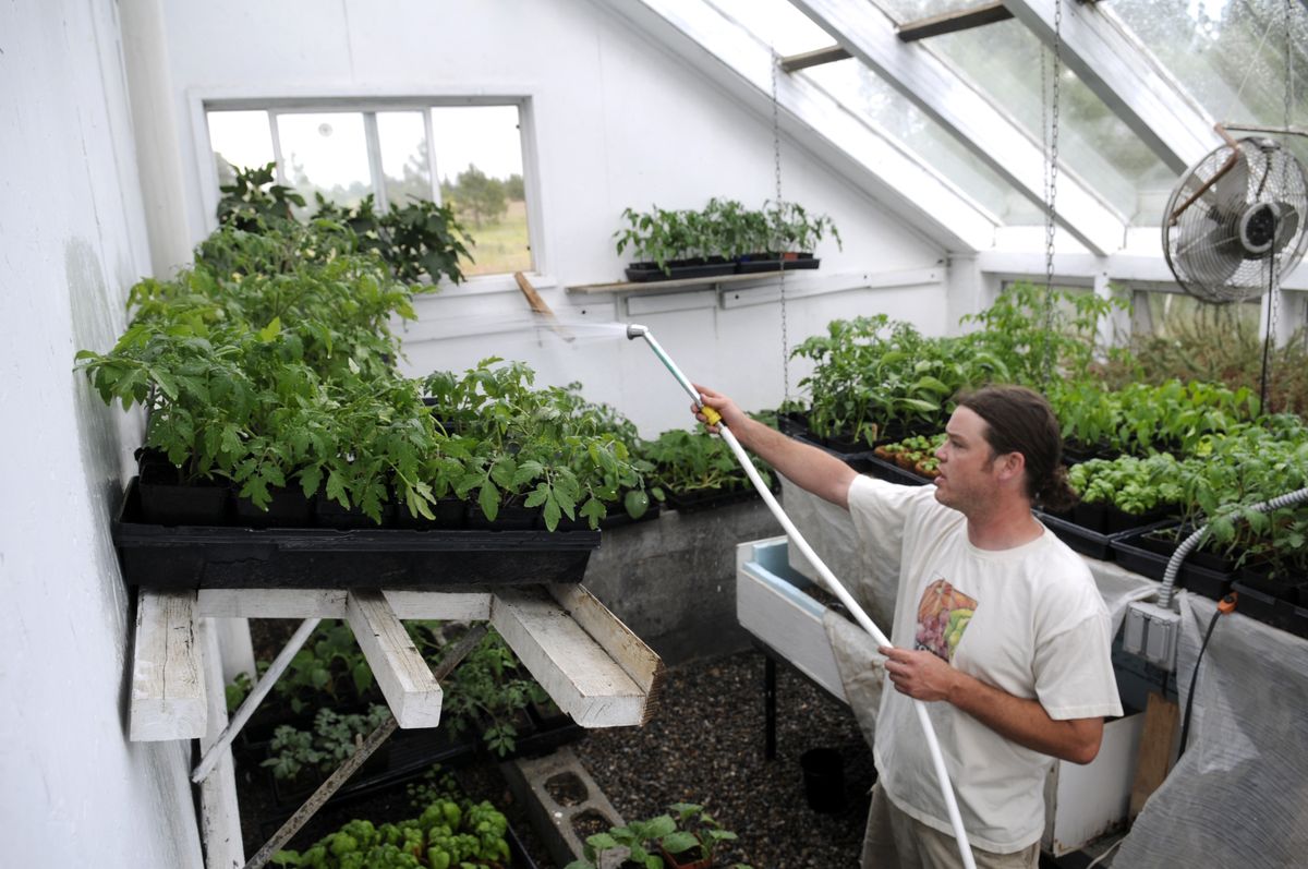 Marc Gauthier waters plant starts in the greenhouse at Pine Meadow Farm southwest of Spokane on Friday. (Jesse Tinsley / The Spokesman-Review)