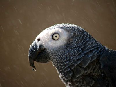 
Casey, a 6-year-old parrot, stands under the spray of a garden hose at a pet shop in south Tyler, Texas. 
 (Associated Press / The Spokesman-Review)