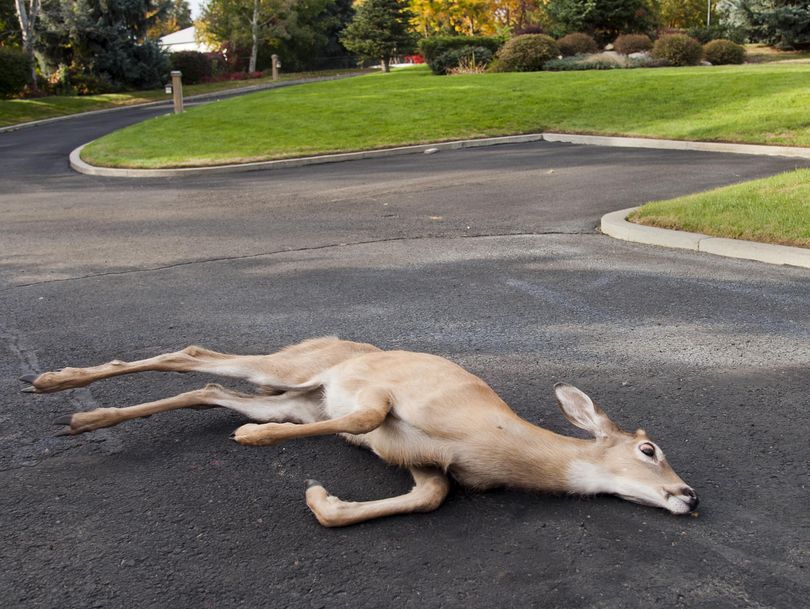 A white tailed-deer struggles to get to its feet while clinging to life in Bill Fanning’s driveway on East Maringo Drive near Argonne Road on Friday. (Dan Pelle)