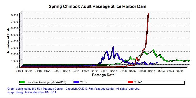 Spring chinook counts over Ice Harbor Dam as of May 8, 2014. (Fish Passage Center)