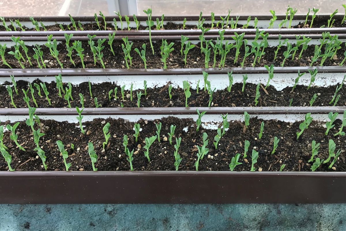 Pea seeds germinate quickly in rain gutters. Susan Mulvihill lets them grow for 3 weeks before planting them in her garden.  (Susan Mulvihill/For The Spokesman-Review)