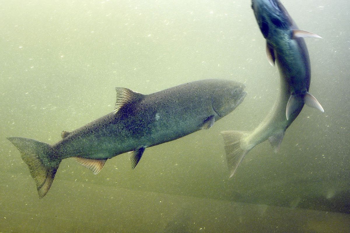 The Spokesman-Review Steelhead and salmon make their way up the Snake River through the viewing window at Lower Granite Dam. (File / The Spokesman-Review)