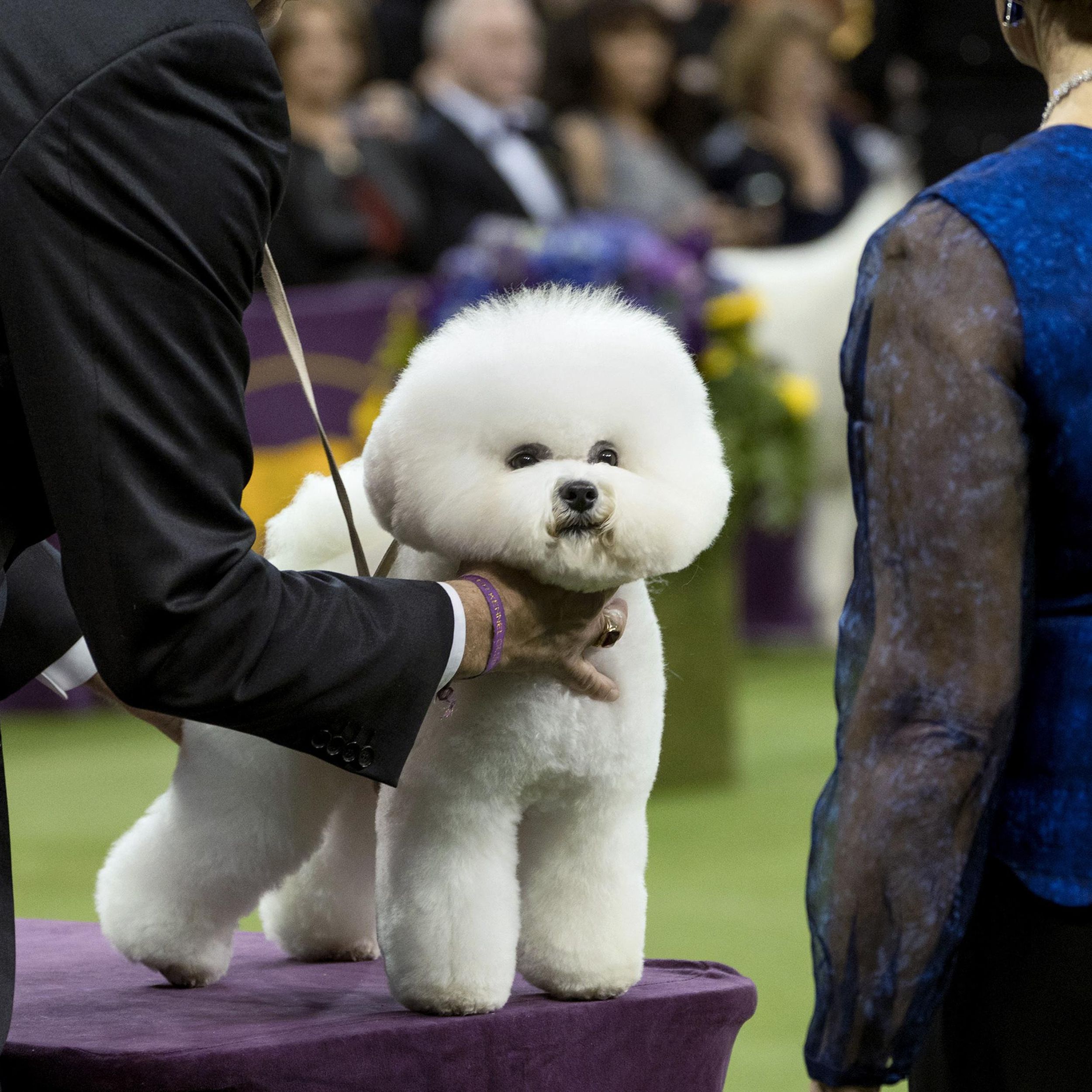 Bichon frise best sale american kennel club