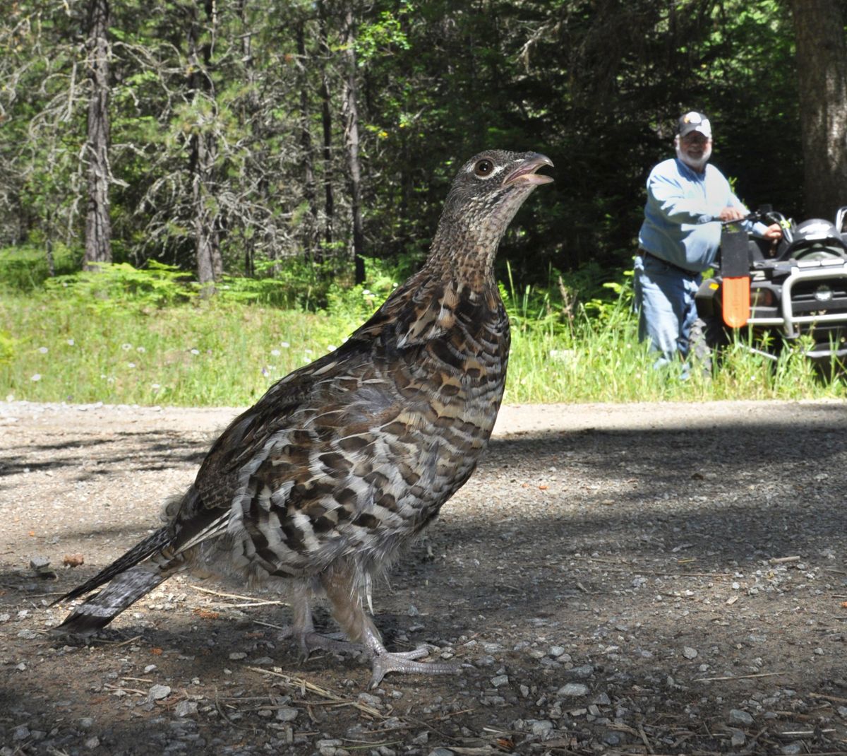 This ruffed grouse paces along a gravel road. Soon it will follow Pete Renkert as he drives his ATV toward the driveway to his Priest River-area home. (Rich Landers / The Spokesman-Review)