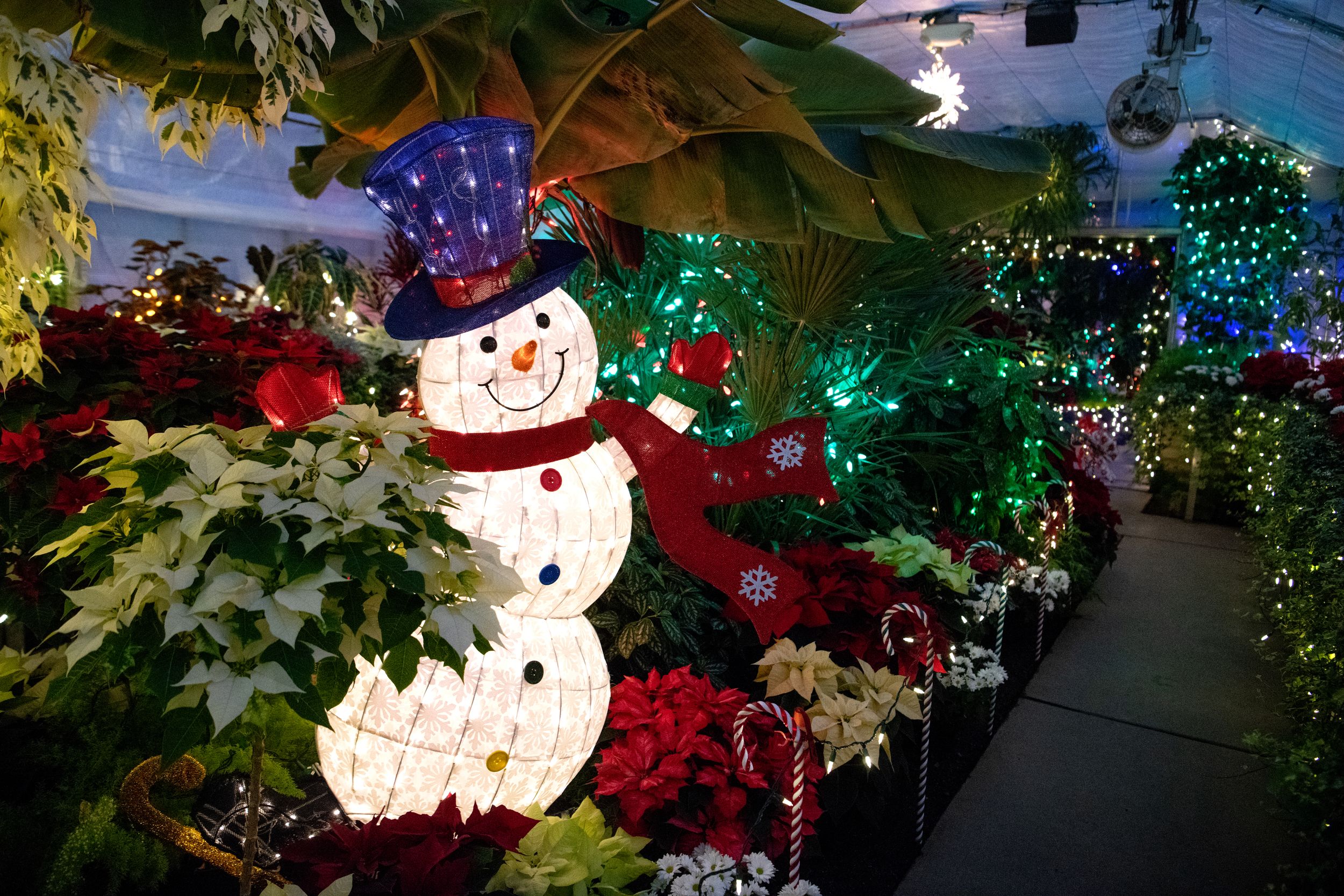 Manito Park Christmas Lights 2022 Friends Of Manito Park Turn Holiday Lights Show Into Drive-Thru Tour | The  Spokesman-Review