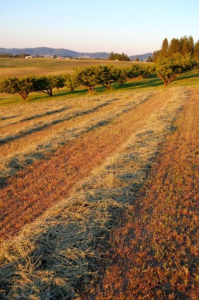  (Craig Goodwin / The Spokesman-Review)